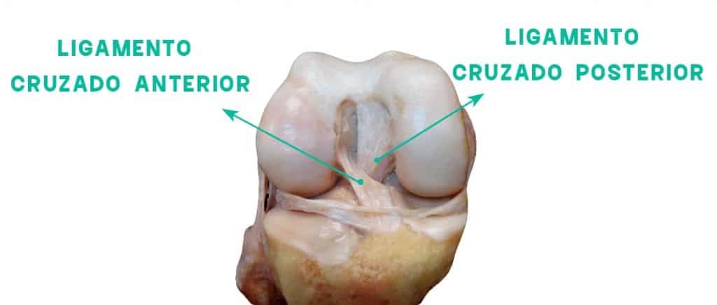 ligamento cruzado anterior estabilizando o joelho